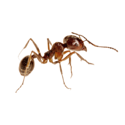 odorous ant