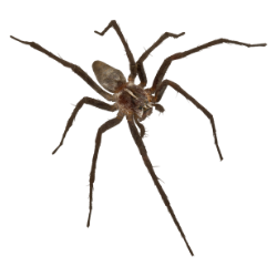 spider - common
