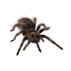 spider - tarantula