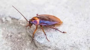 Most Active Pests During Winter in California | Thousand Oaks Pest Control 2