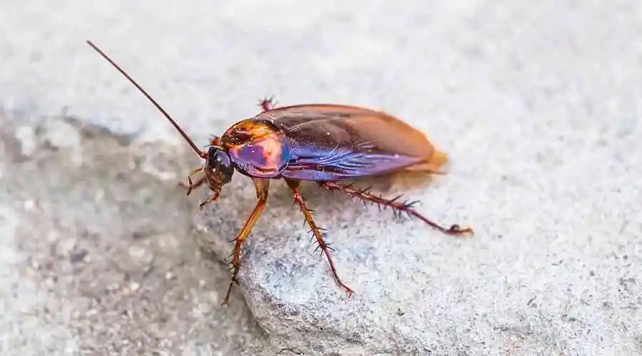 Most Active Pests During Winter in California | Thousand Oaks Pest Control 2