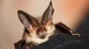 How to Find Out if Bats Are Living in Your House