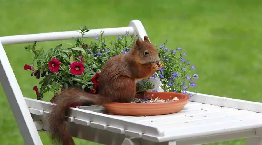 Tips to Keep Rodents and Squirrels Out of Your Home This Fall