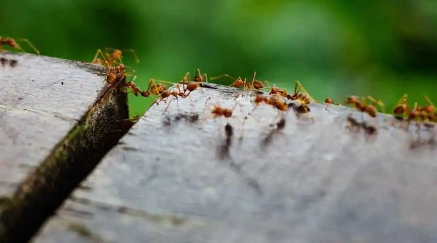 What Keeps Ants Away From My Kitchen? | Thousand Oaks, CA