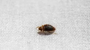 How Bad Is It To Have Bed Bugs In My Thousand Oaks Home?