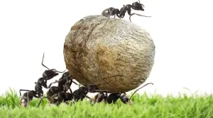 Getting Rid Of Ants In Your Thousand Oaks Home The Right Way