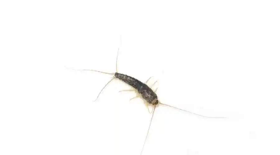 Silverfish in Thousand Oaks, California