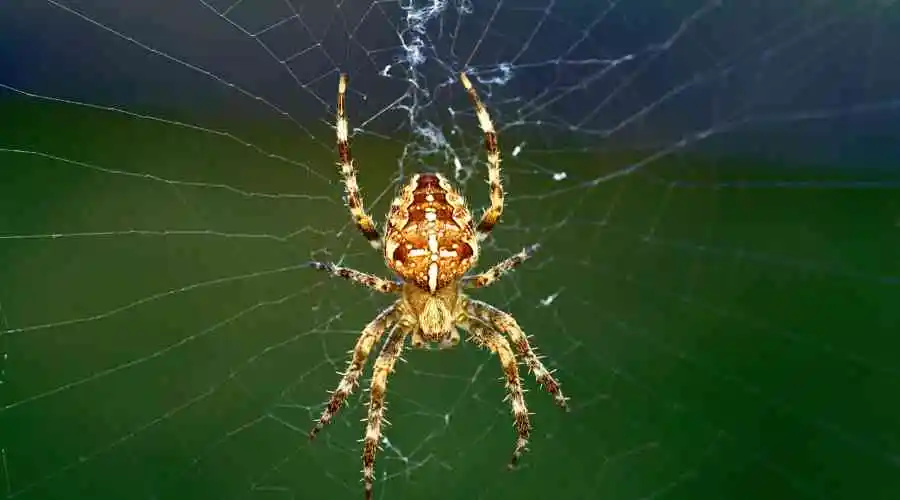 Spiders in Thousand Oaks: The Complete Guide