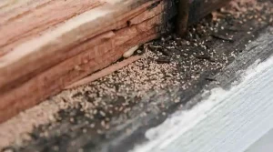 8 Things to Know About Termites in California