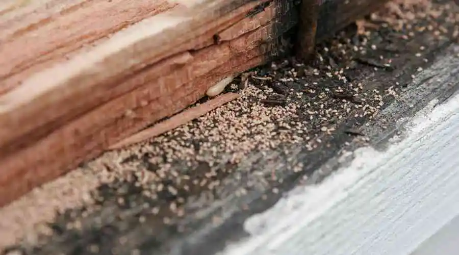 8 Things to Know About Termites in California