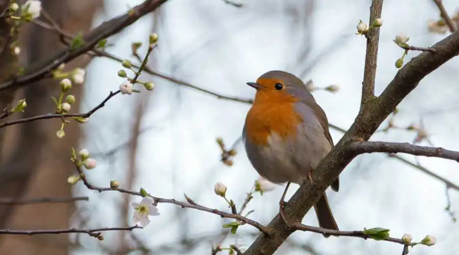 How to Deal with Bird Mites | Thousand Oaks Pest Control