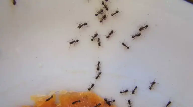 Ants in California: A Quick Reference