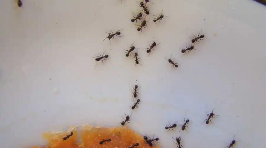 Ants in California: A Quick Reference