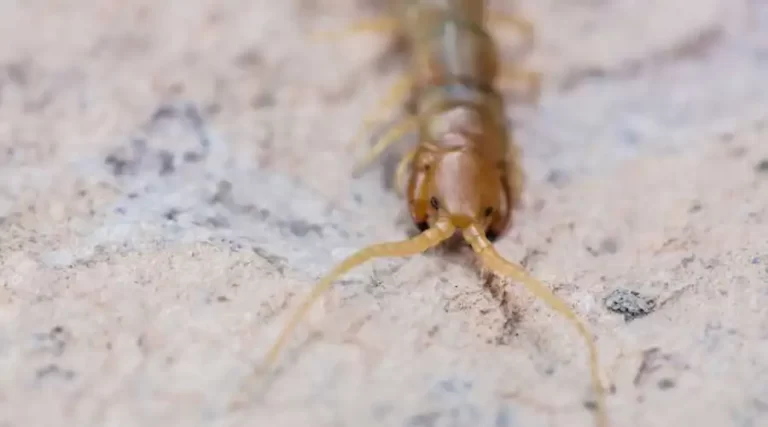 Signs You Have a Centipede Problem at Home