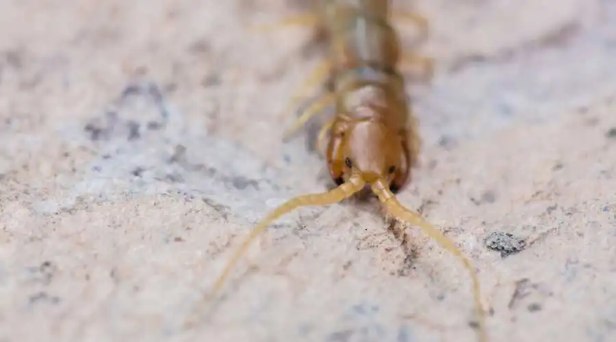 Signs You Have a Centipede Problem at Home