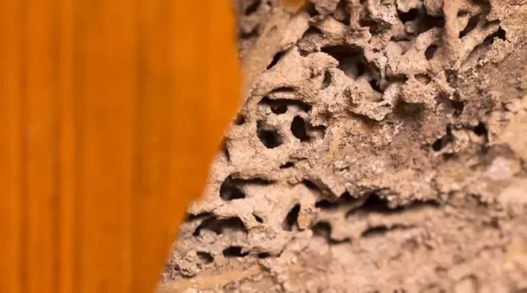 05.2 - termite facts and damage repairs