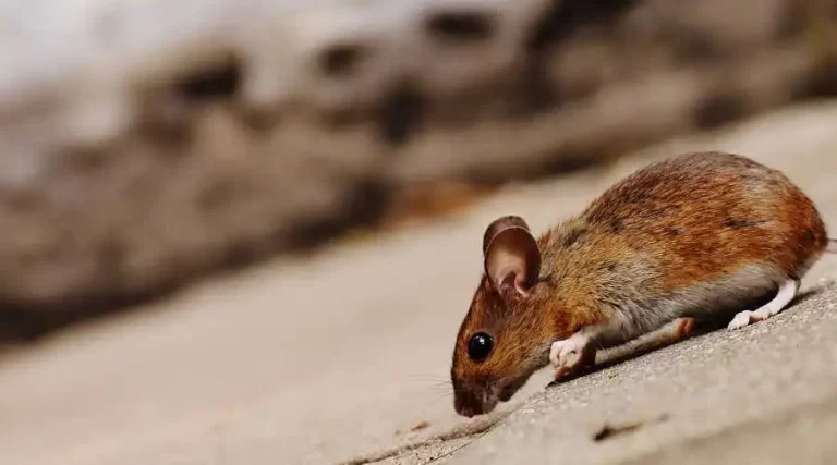 01.5 - how exterminators get rid of mice